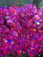 The LUXE COLLECTION: Bulgari- XL Chunky Glitter